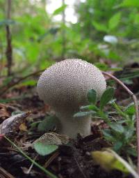 Lycoperdon perlatum image