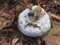 Lactarius indigo image