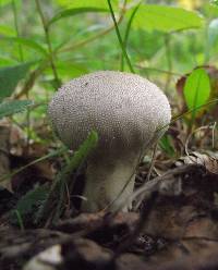 Lycoperdon perlatum image