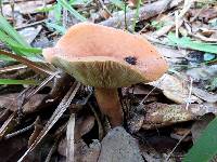 Lactarius volemus image