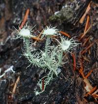 Usnea intermedia image