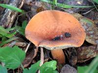 Lactarius volemus image