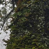 Lobaria pulmonaria image