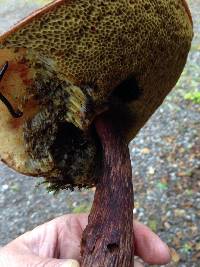 Boletellus mirabilis image