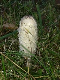 Coprinus comatus image