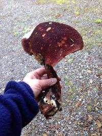 Boletellus mirabilis image