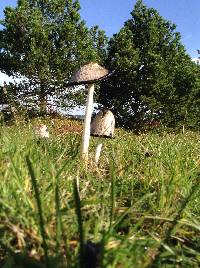 Coprinus comatus image