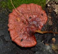 Ganoderma tsugae image