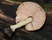 Pluteus cervinus image