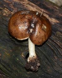 Pluteus cervinus image