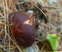 Rhodocollybia butyracea image