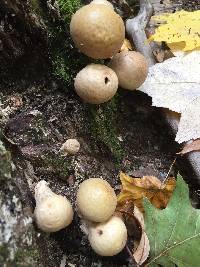 Lycoperdon pyriforme image