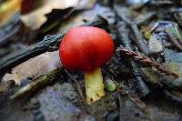 Leratiomyces erythrocephalus image