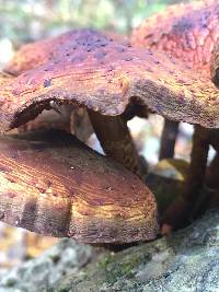 Omphalotus illudens image