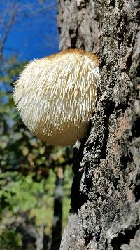 Hericium erinaceus image