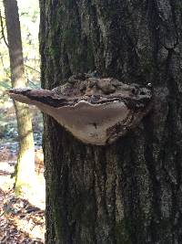 Ganoderma applanatum image