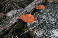 Pycnoporus cinnabarinus image