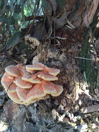 Laetiporus gilbertsonii image