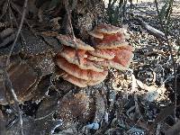 Laetiporus gilbertsonii image