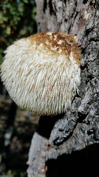 Hericium erinaceus image