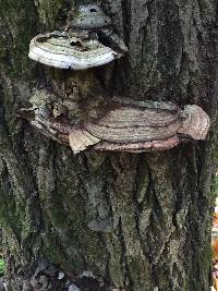 Ganoderma applanatum image