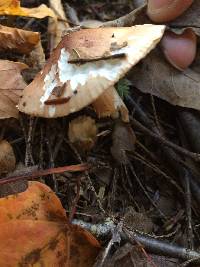 Agaricus campestris image