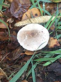 Leucoagaricus barssii image