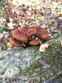 Omphalotus illudens image