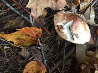 Agaricus campestris image