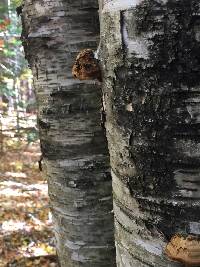 Piptoporus betulinus image