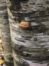 Fomitopsis betulina image