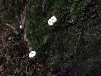 Marasmius rotula image