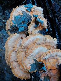 Laetiporus sulphureus image