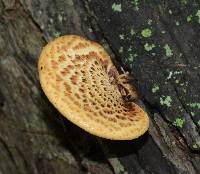 Polyporus squamosus image