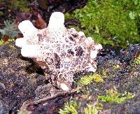 Polyporus squamosus image