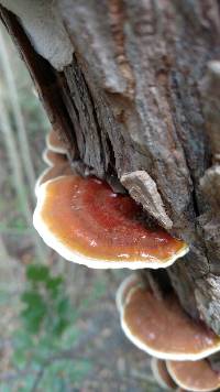 Ganoderma lucidum image