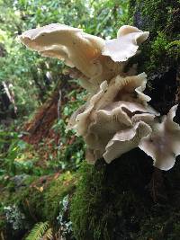 Pleurotus ostreatus image