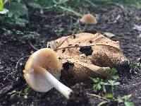 Psathyrella candolleana image