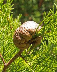 Gymnosporangium juniperi-virginianae image