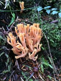 Ramaria formosa image