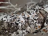 Parmelina coleae image