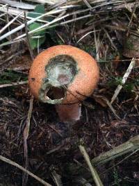 Lactarius deliciosus image