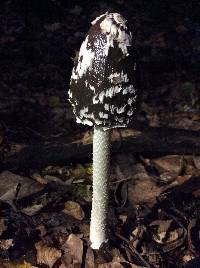 Coprinopsis picacea image