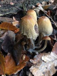 Coprinellus micaceus image