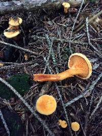 Hygrophoropsis aurantiaca image