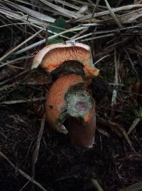 Lactarius deliciosus image