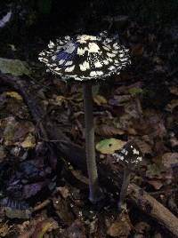 Coprinopsis picacea image