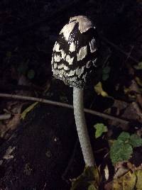 Coprinopsis picacea image