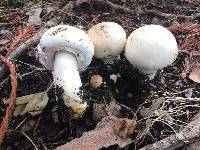 Agaricus xanthodermus image