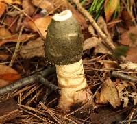 Phallus ravenelii image